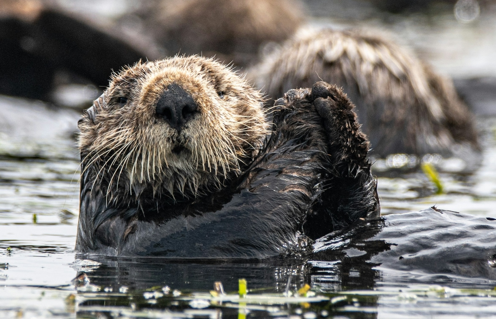 Sea otter floating in Monterey Bay kelp